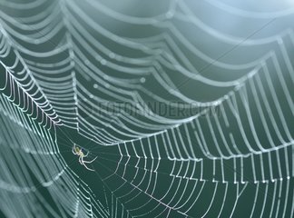 Spider on its web - Prairie Fouzon France