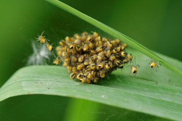 Spiders young after hatching - Prairie Fouzon France