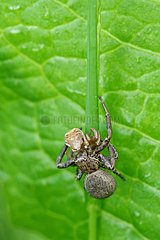 Spider catching a Spider - Prairie Fouzon France