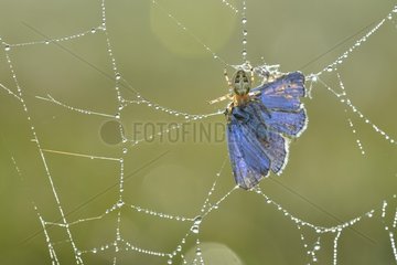 Spider catching a Butterfly - Prairie Fouzon France