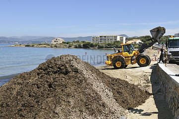 Cleaning a beach in Six-Fours-les-Plages Var