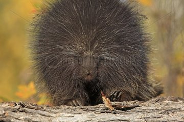Portrait of a North American Porcupine in Minnesota USA