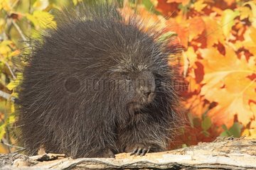 Portrait of a North American Porcupine in Minnesota USA
