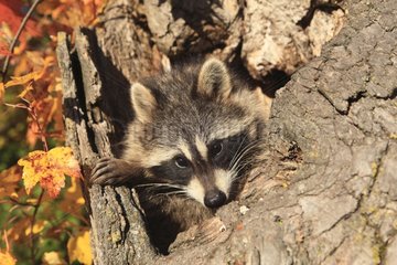 Portrait of a Northern Raccoon in Minnesota USA