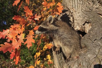 Raccoon in a hollow tree trunk Minnesota USA