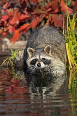 Raccoon in a river Minnesota USA