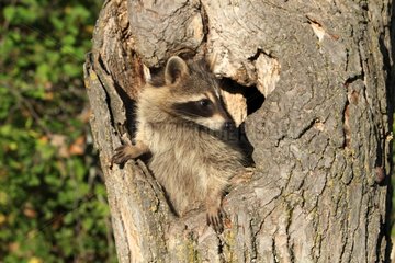 Raccoon in a hollow tree trunk Minnesota USA