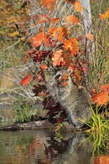 Raccoon in a river Minnesota USA