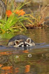 Raccoon swimming in a river Minnesota USA
