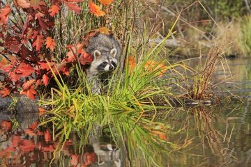 Raccoon near a river Minnesota USA