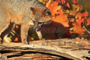 Grey Fox in Minnesota USA