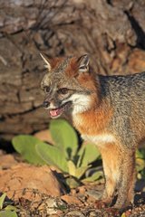 Portrait of a Grey Fox in Minnesota USA