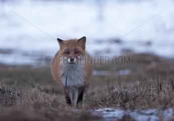 Red fox in winter Shiretoko NP Japan