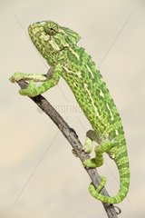 Common Chameleon on a branch Portugal