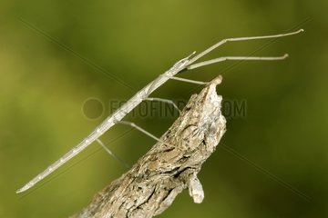 Stick Insect on a branch Portugal