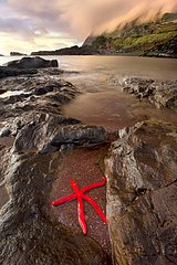 Red starfish at low tide Corvo Azores Portugal