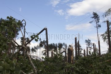 Tuchola forest after a tornado Pomeranian Poland