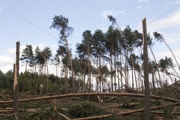 Tuchola forest after a tornado Pomeranian Poland