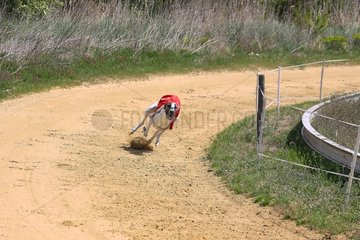 Greyhound racing on a racetrack France
