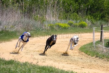 Greyhounds racing on a racetrack France