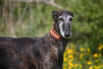 Greyhound Portrait of France