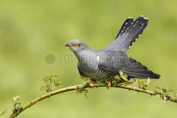 Common Cuckoo perched on a blackberry branch at spring GB