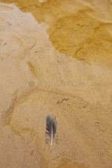 Feather on the sand at Bardenas Reales NP in Spain