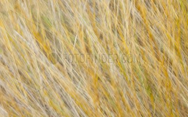 Image motion effect on dry grasses Bardenas Reales NP Spain
