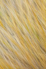 Image motion effect on dry grasses Bardenas Reales NP Spain