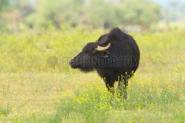 Water buffalo in a wet meadow Lake Kerkini Greece