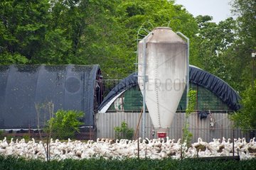 Industrial breeding geese for foie gras Hungary