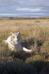White Bengal tiger lying in the grass