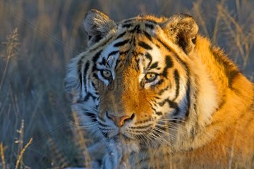 Portrait of Bengal Tiger lying in the grass