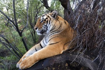Portrait of Bengal Tiger lying in wood