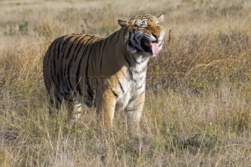 Bengal Tiger flehmen in grass