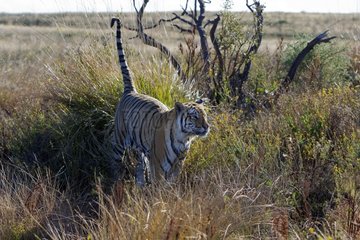 Bengal tiger marks its territory