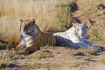 Bengal Tiger and White Bengal Tiger in Savannah