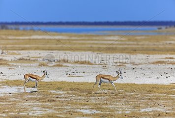 Springboks walking on edge of the Etosha Pan Namibia