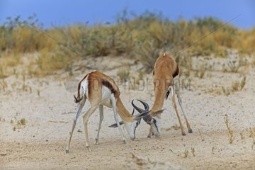 Springboks fight on dune Etosha Namibia