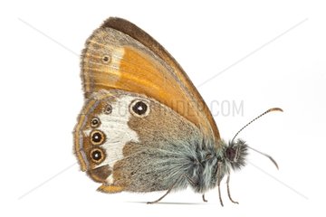 Moroccan Pearly Heath on white background