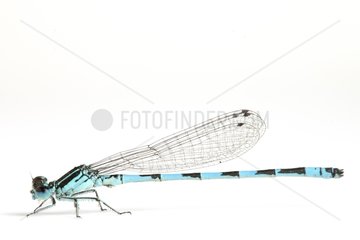 Southern Damselfly on white background