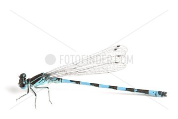 Southern Damselfly on white background