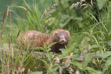American Mink resting on a rock at spring GB