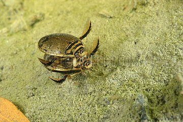 Diving Beetles mating in a pool - Prairie Fouzon France