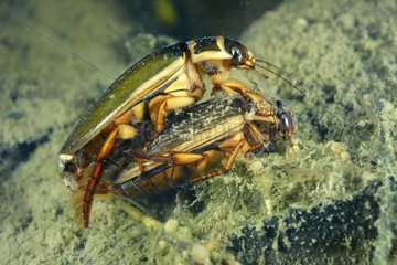 Great Diving Beetle mating in a pool - Prairie Fouzon France