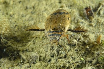 Diving Beetle swimming in a pond - Prairie Fouzon France