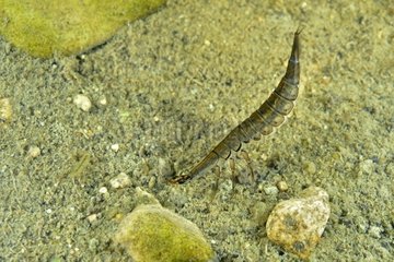 Diving Beetle larva in a pond - Prairie Fouzon France