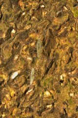 Mayfly larvae in a pond - Prairie Fouzon France