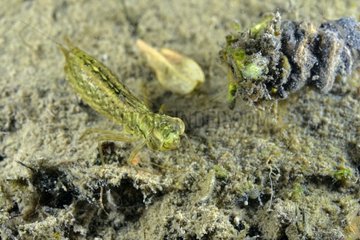 Dragonfly larva in a pond - Prairie Fouzon France