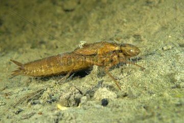Dragonfly larva in a pond - Prairie Fouzon France
